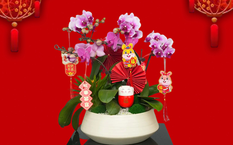 年花朵朵开 | ng电子游戏园林新春年桔和年花开启预定