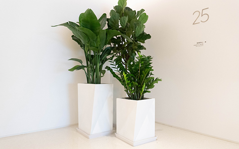 �̻������ô���Ǯ����������ר������ά������ֲ�ﻨ��