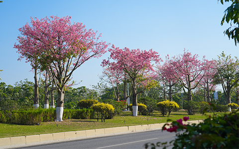 ng电子游戏园林助力空港经济区市政蹊径绿化养护，，，绽放冬日浪漫
